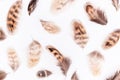 Pattern made with mottled brown pheasant feathers on white background, closeup. Top view Flat lay Royalty Free Stock Photo