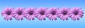 Pattern made of purple daisies on a blue background. Royalty Free Stock Photo