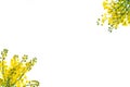 Pattern made of yellow blossom flowers on white background, isolated.