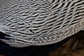 Pattern of Male Silver Pheasant`s feathers Royalty Free Stock Photo
