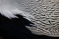 Pattern of Male Silver Pheasant`s feathers Royalty Free Stock Photo