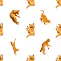 Pattern of many ginger flying jumping, dance funny cats isolated on a white background, set collage