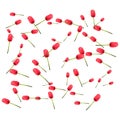 Pattern of many red tulips on a white background. The concept of the arrival of spring, Easter. Universal holiday