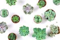 Pattern of mixed succulents plant in pot on white background , o