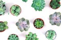 pattern of mixed succulents plant in pot on white background , o