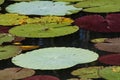 Multi-colored lily pads on surface of water Royalty Free Stock Photo