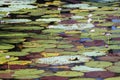 Multi-colored lily pads on surface of water with flowers Royalty Free Stock Photo