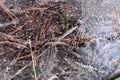 Iced water on the ground with frozen dry pine needles Royalty Free Stock Photo