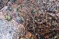 Iced water on the ground with frozen dry pine needles Royalty Free Stock Photo