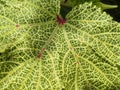 Pattern on okra leaf.