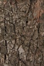 Pattern of the old wood peanut tree bark Royalty Free Stock Photo