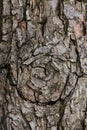 Pattern of the old wood peanut tree bark Royalty Free Stock Photo