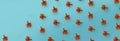 Pattern of orange cordia flower on blue background Royalty Free Stock Photo