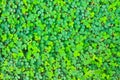 Pattern Oxalis acetosella background nature