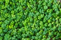 Pattern of oxalis corymbosa field