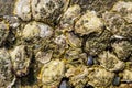 Pattern of oyster shells on a rock, Beach background, seashells of molluscs