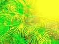 Pattern of palm leaves overexposed in a yellow hue. Royalty Free Stock Photo