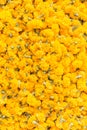 Pattern pile of yellow marigold flowers for background