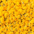 Pattern pile of yellow marigold flowers for background