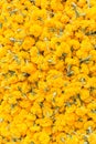 Pattern pile of yellow marigold flowers for background