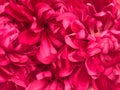 Pattern of pink Dendranthemum grandifflora background Royalty Free Stock Photo
