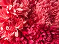 Pattern of pink Dendranthemum grandifflora background Royalty Free Stock Photo