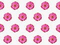 pattern pink flower zinnia violacea seamless abstract nature background