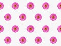 pattern pink flower zinnia violacea seamless abstract nature background