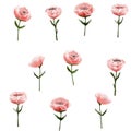 pattern pink flowers, poppies, roses, delicate of detailed watercolor