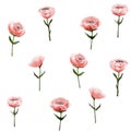 pattern pink flowers, poppies, roses, delicate of detailed watercolor