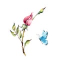 Pattern from pink rose and blue butterfly. Wedding drawings. Watercolor painting.