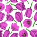 Pattern of pink tulip buds on a white background Royalty Free Stock Photo