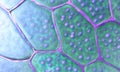 Pattern of plant cells with nucleus and membrane