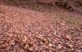 Pattern of platanus tree leaves on ground Royalty Free Stock Photo