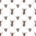 Pattern of ants Royalty Free Stock Photo