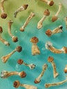 Pattern of psilocybin mushrooms on blue background. Psychedelic magic trip, cosmic consciousness. Dried Psilocybe Cubensis Golden