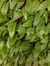 A Pattern of Ramsons Wild Garlic Leaves in the Woods