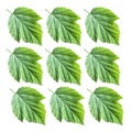 raspberry green fresh leaves isolated over white background Royalty Free Stock Photo