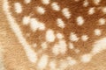Pattern of real fallow deer spotted fur Royalty Free Stock Photo