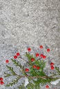 A pattern of red Rowan berries and green tree branches Chinese or Eastern thuja Platycladus orientalis with ice and piles