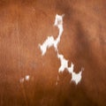 Pattern on red and white hide on side of cow Royalty Free Stock Photo