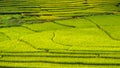 Pattern of rice farm Royalty Free Stock Photo