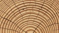 Pattern of rings is useful for dendrochronology the study of dating based on Royalty Free Stock Photo