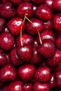 Pattern of ripe large sweet cherries with a sprig in the center.