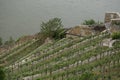 Pattern of rows of grape vines in vineyard in the Wachau Valley on the banks of River Danube in Austria Royalty Free Stock Photo