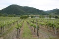 Pattern of rows of grape vines in vineyard in the Wachau Valley on the banks of River Danube in Austria