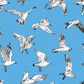 Pattern of the seagulls in flight Royalty Free Stock Photo