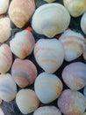 Pattern of seashells.