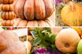 Pattern set orange pumpkin assortment decor, vegetable tower and laurel Royalty Free Stock Photo