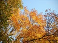 Autumnal days in treetop of chestnut